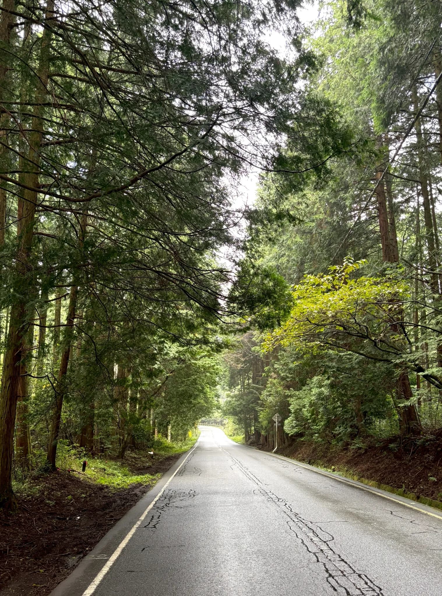 富士山の麓の檜の森